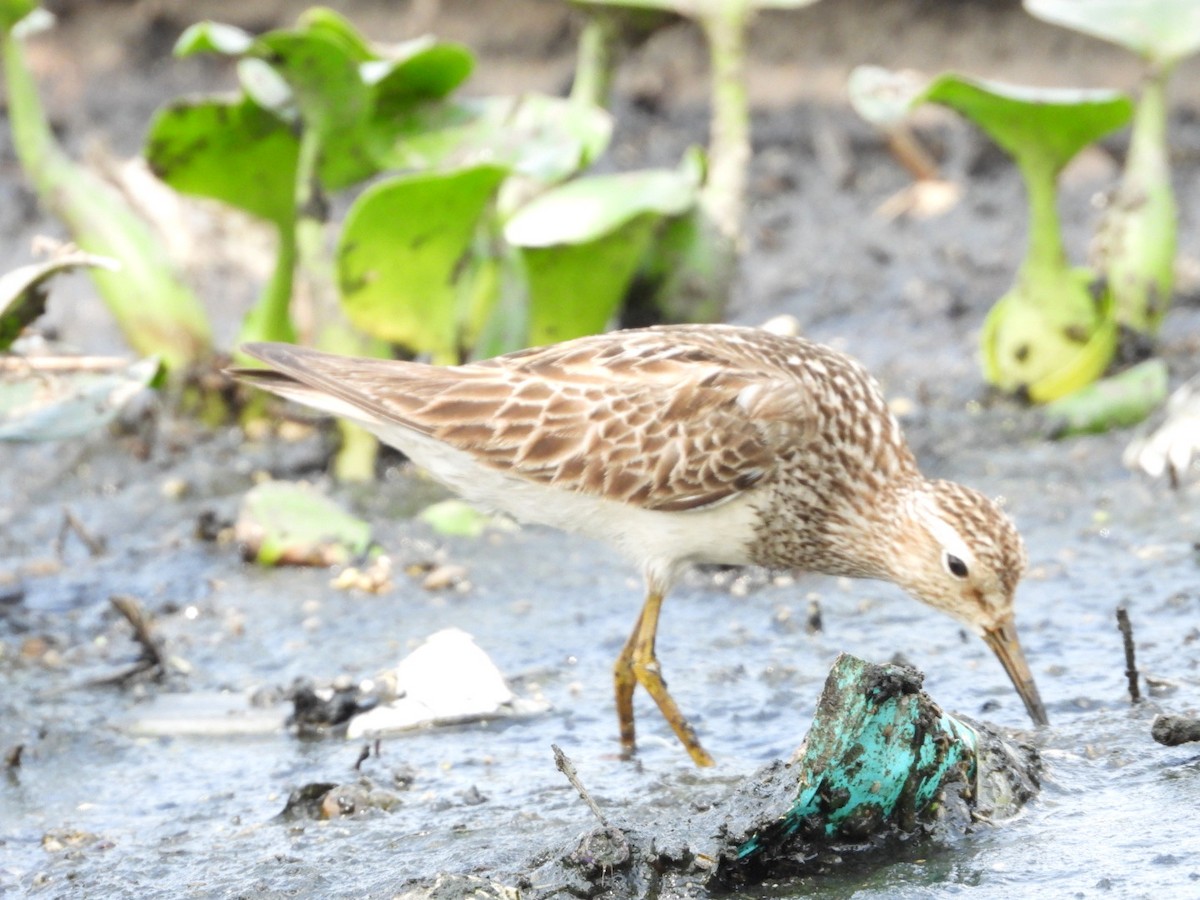 Graubrust-Strandläufer - ML624144627