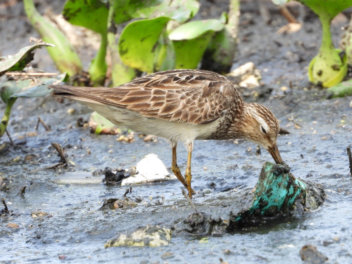 Graubrust-Strandläufer - ML624144628