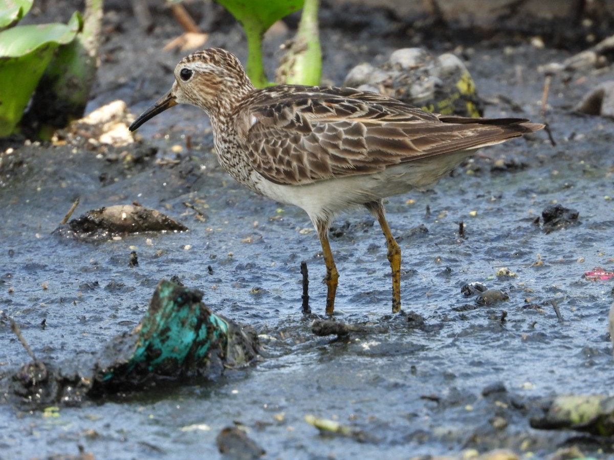 Pectoral Sandpiper - Sergio Adrián  Murillo Montoya