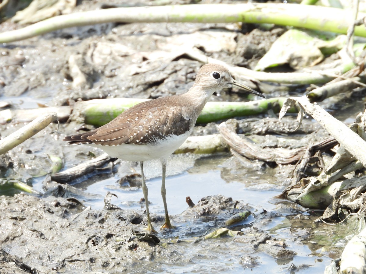 Graubrust-Strandläufer - ML624144630