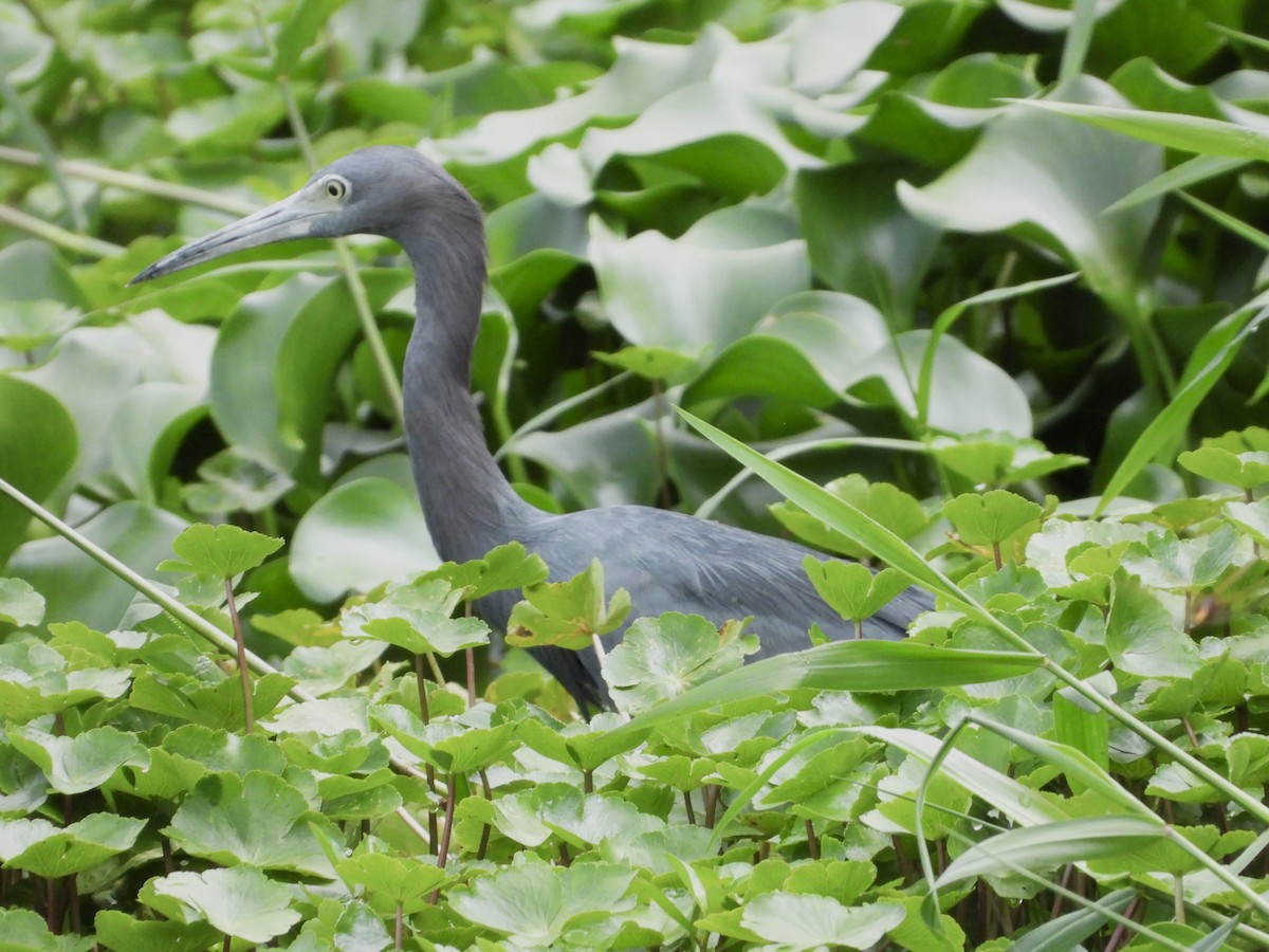 Little Blue Heron - ML624144631