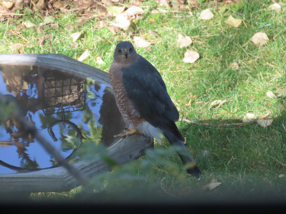 Cooper's Hawk - ML624144632