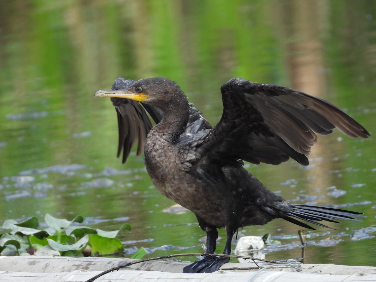 Neotropic Cormorant - ML624144634