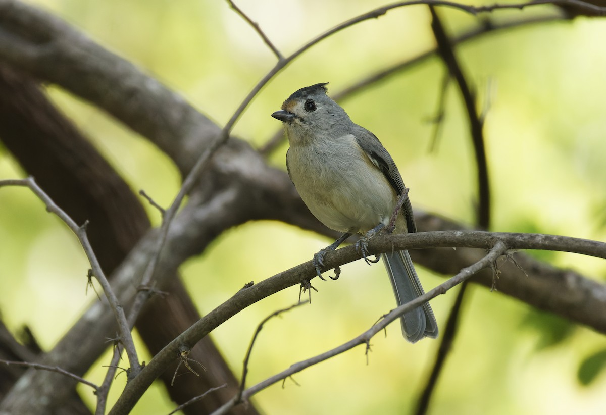 Black-crested Titmouse - ML624144635