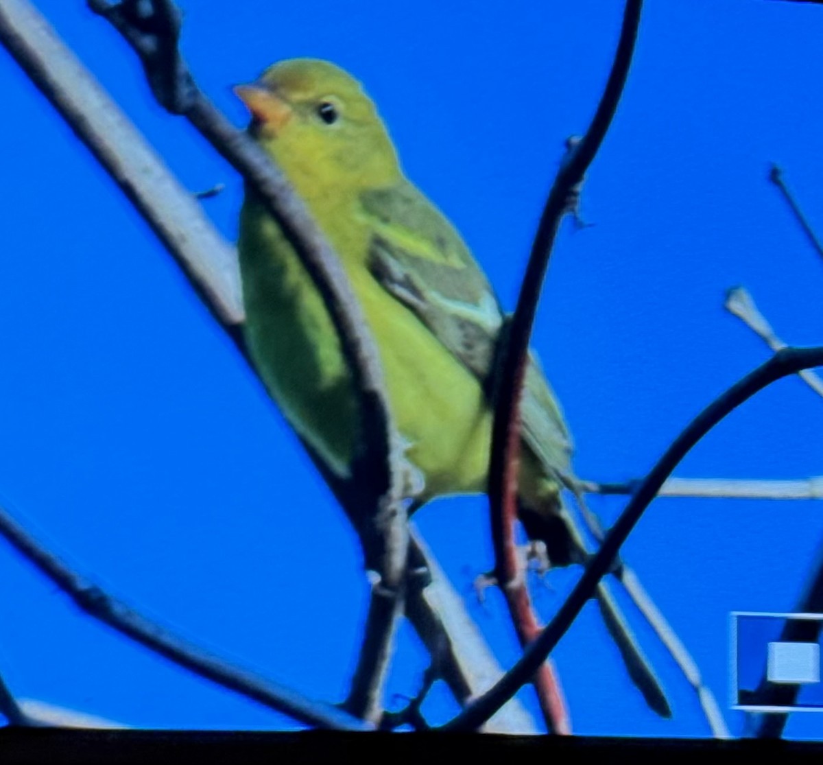 Western Tanager - ML624144636