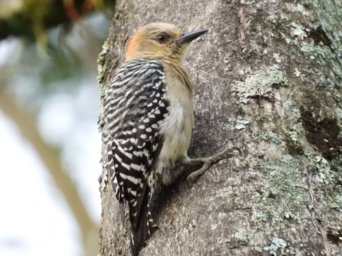 Red-crowned Woodpecker - ML624144638