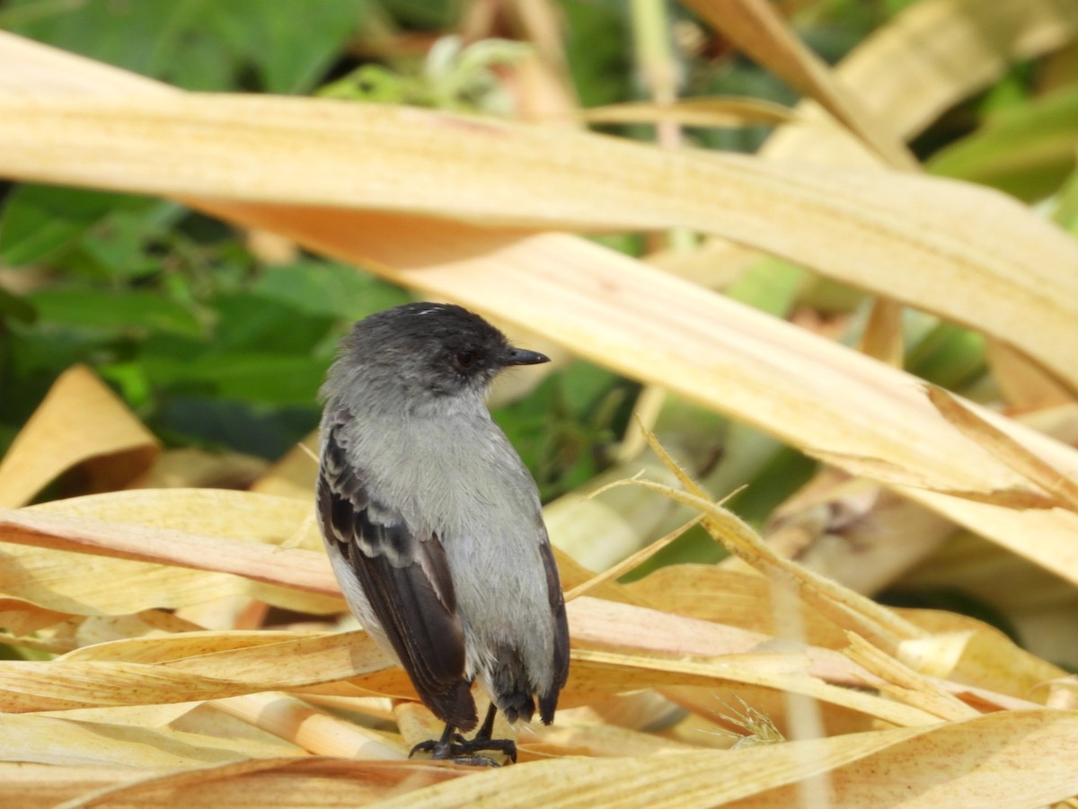 Torrent Tyrannulet - ML624144642