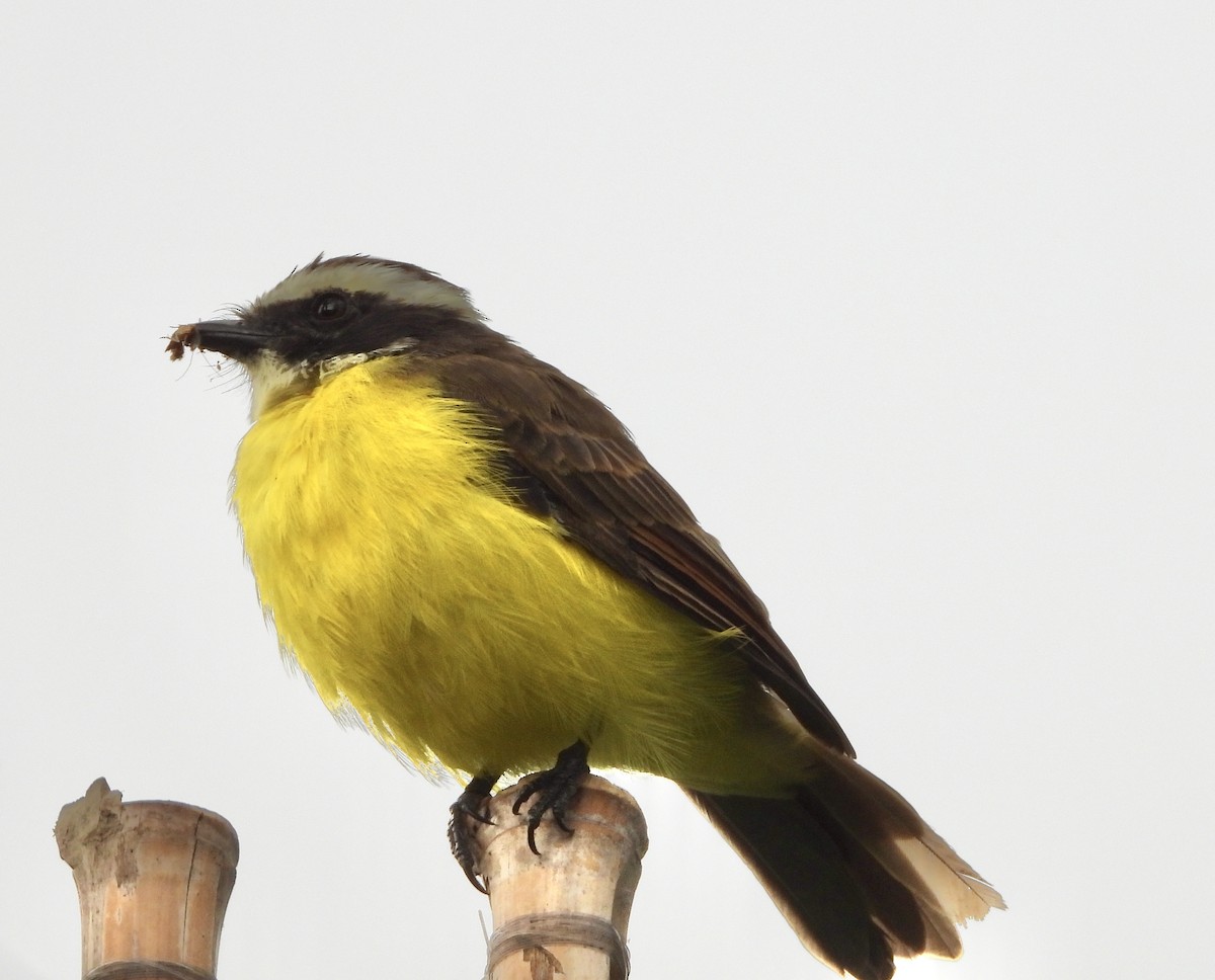 Rusty-margined Flycatcher - ML624144643