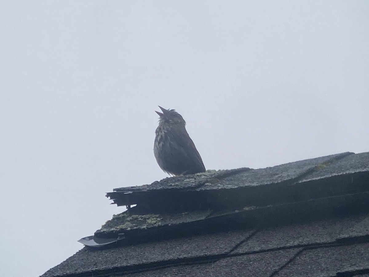 Song Sparrow (rufina Group) - Stephen T Bird