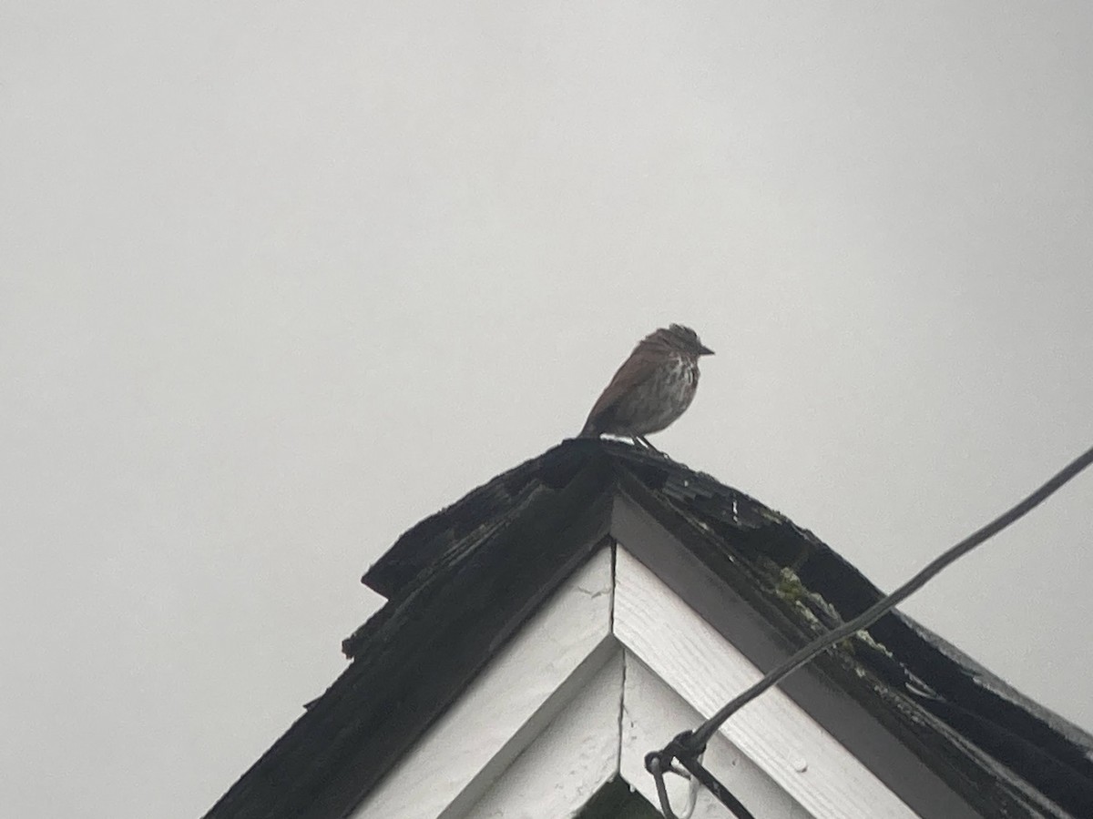 Song Sparrow (rufina Group) - ML624144645