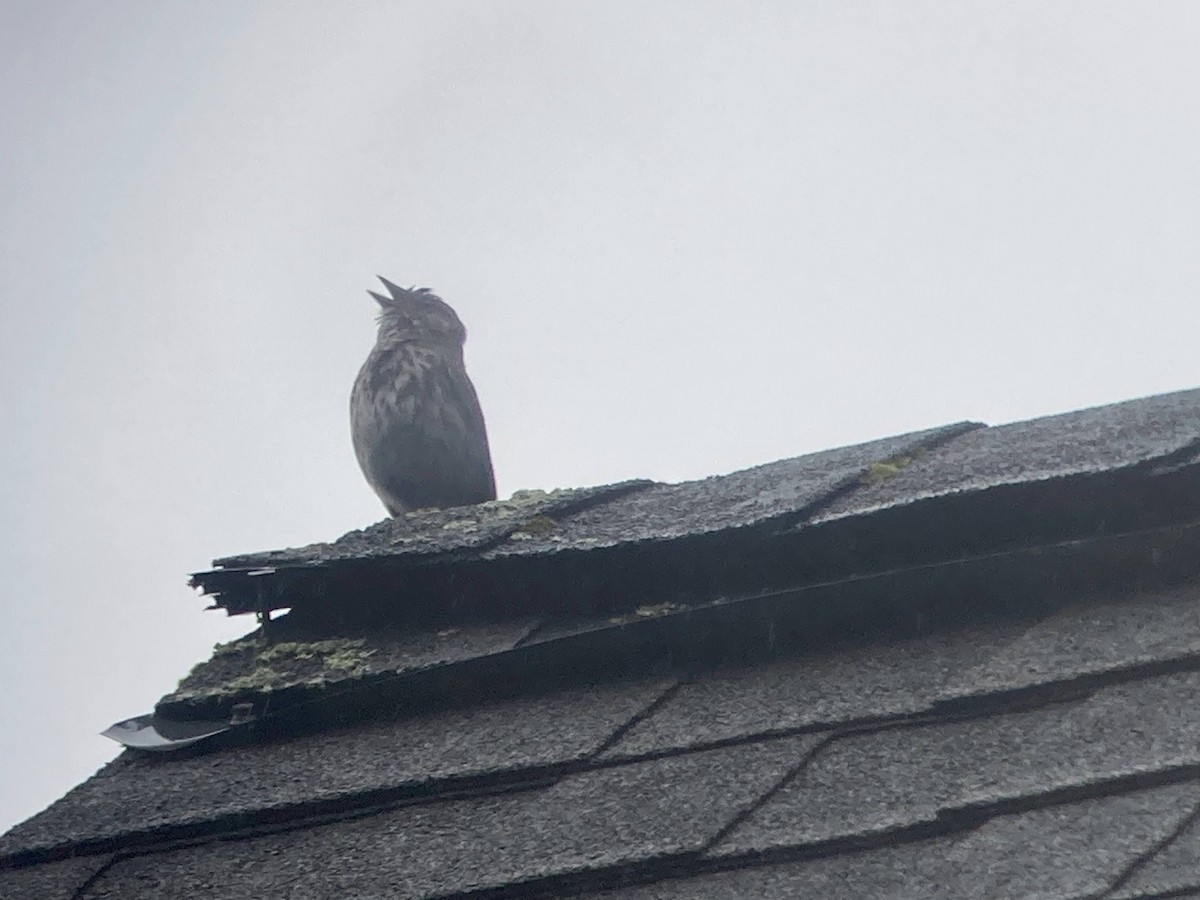 Song Sparrow (rufina Group) - Stephen T Bird