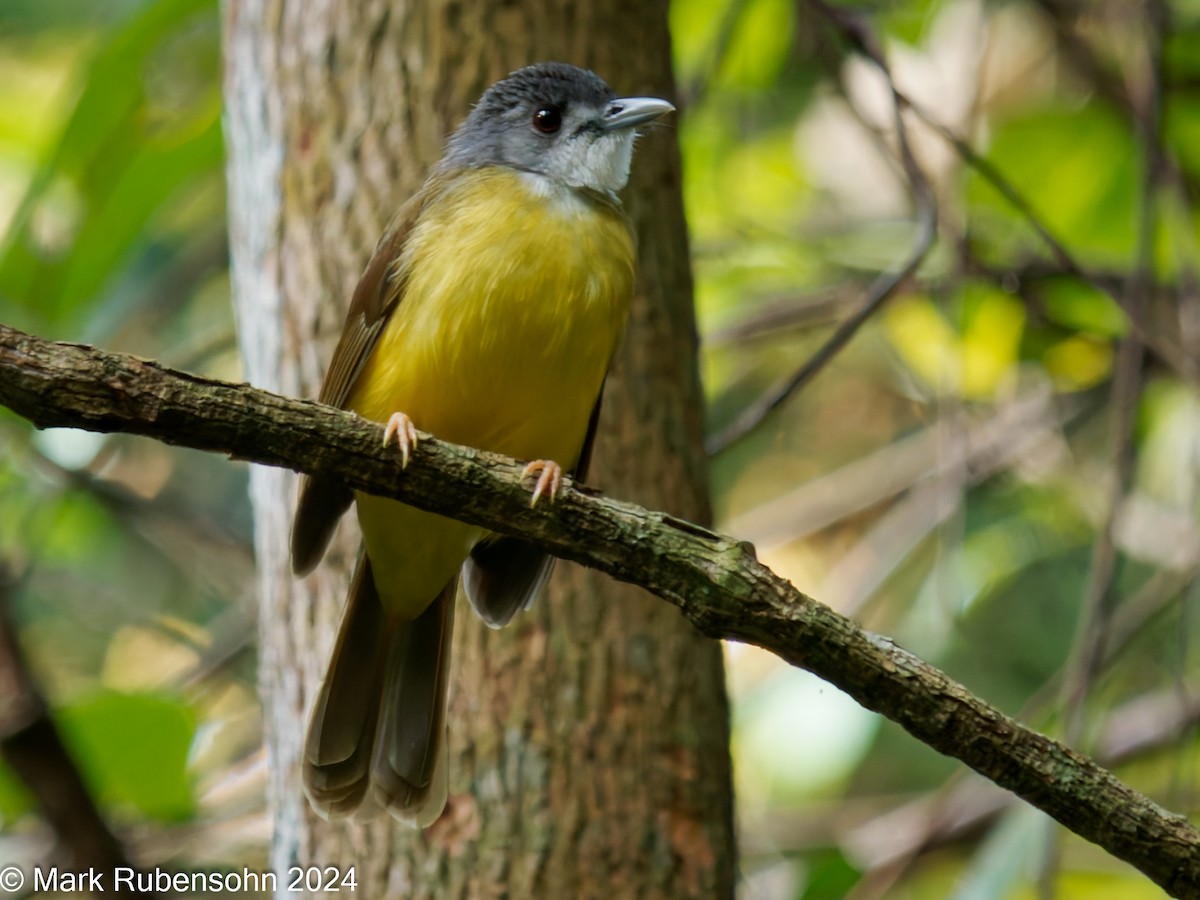 Yellow-bellied Bulbul - ML624144647