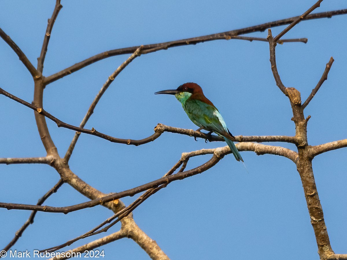 Abejaruco Gorjiazul - ML624144654