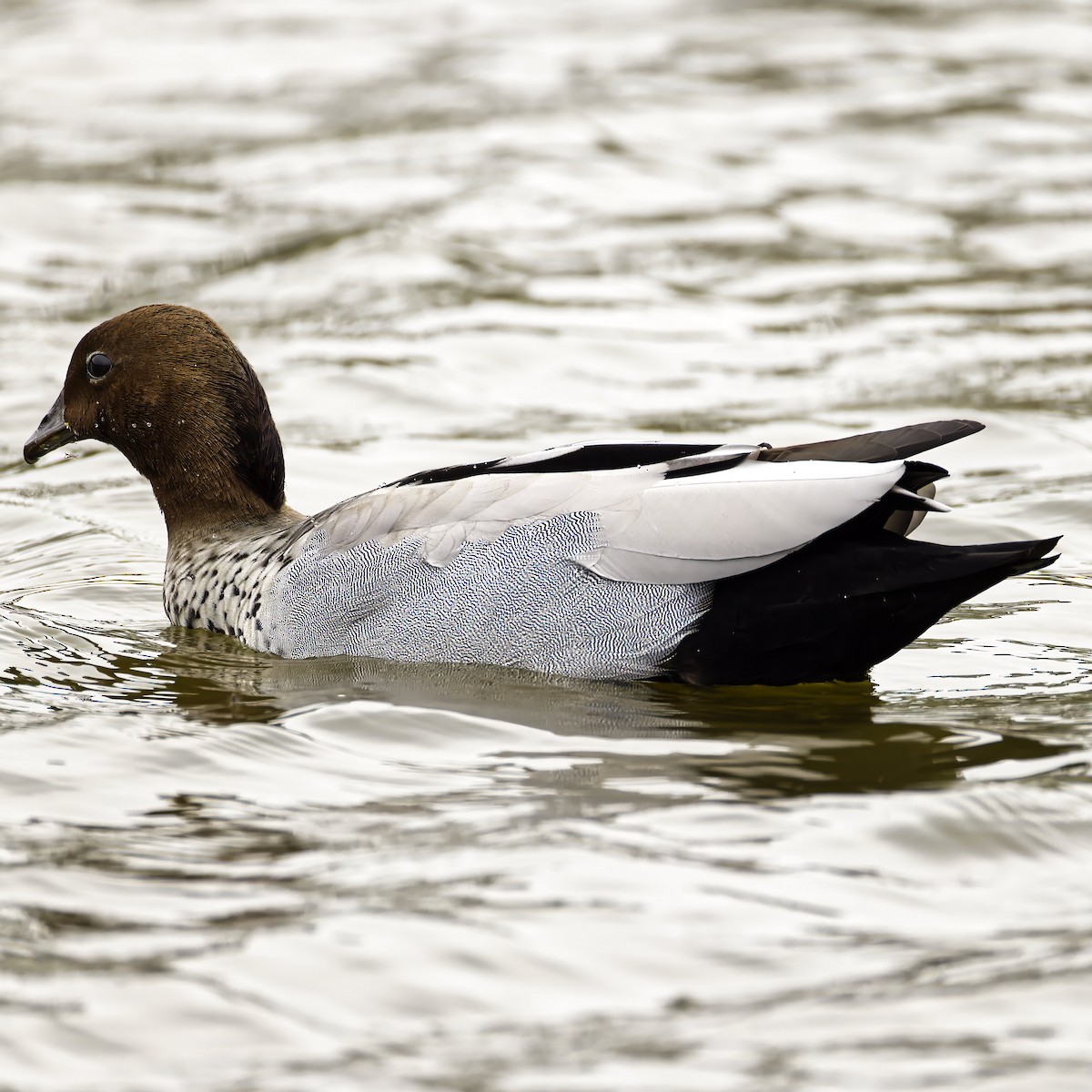 Maned Duck - ML624144667