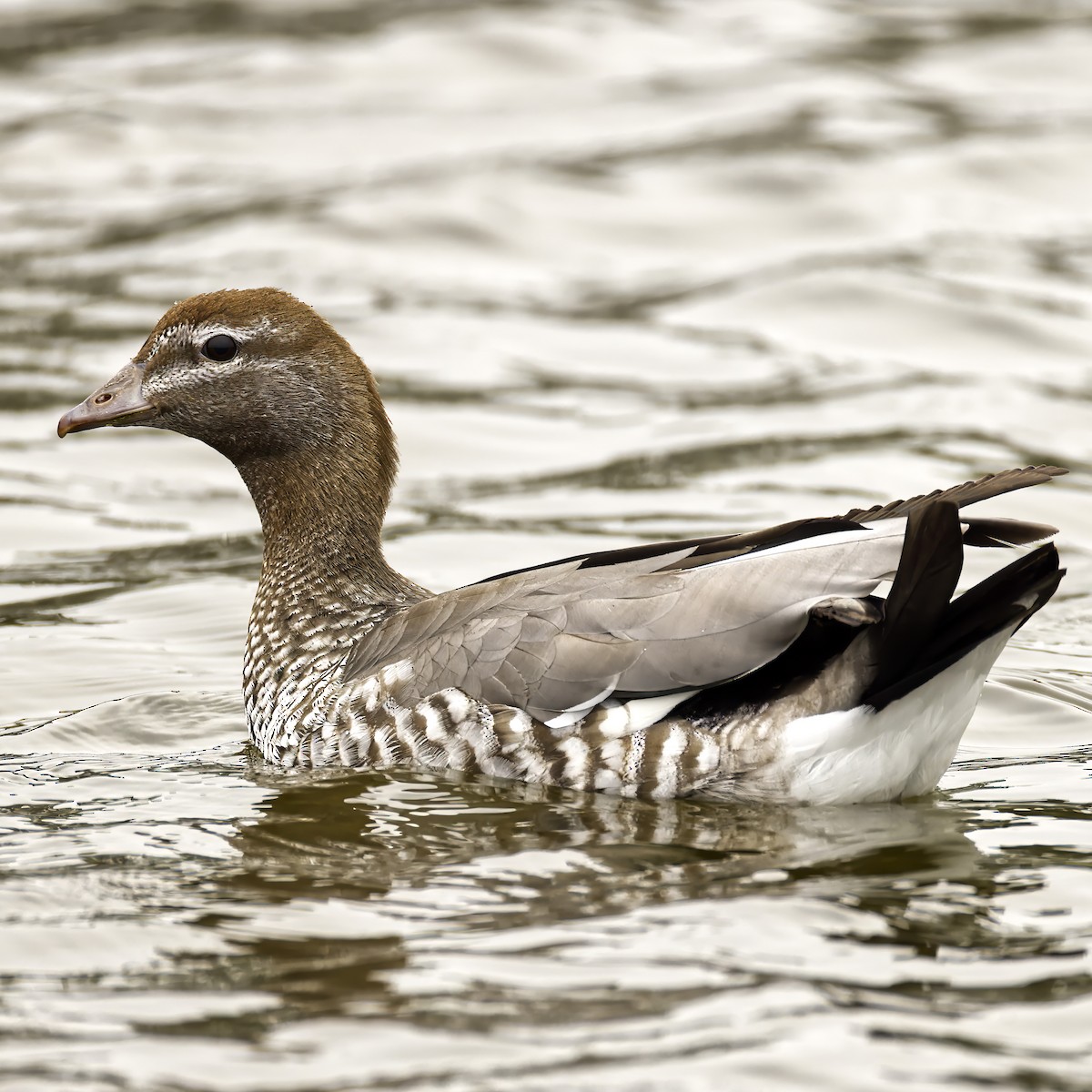 Maned Duck - ML624144668