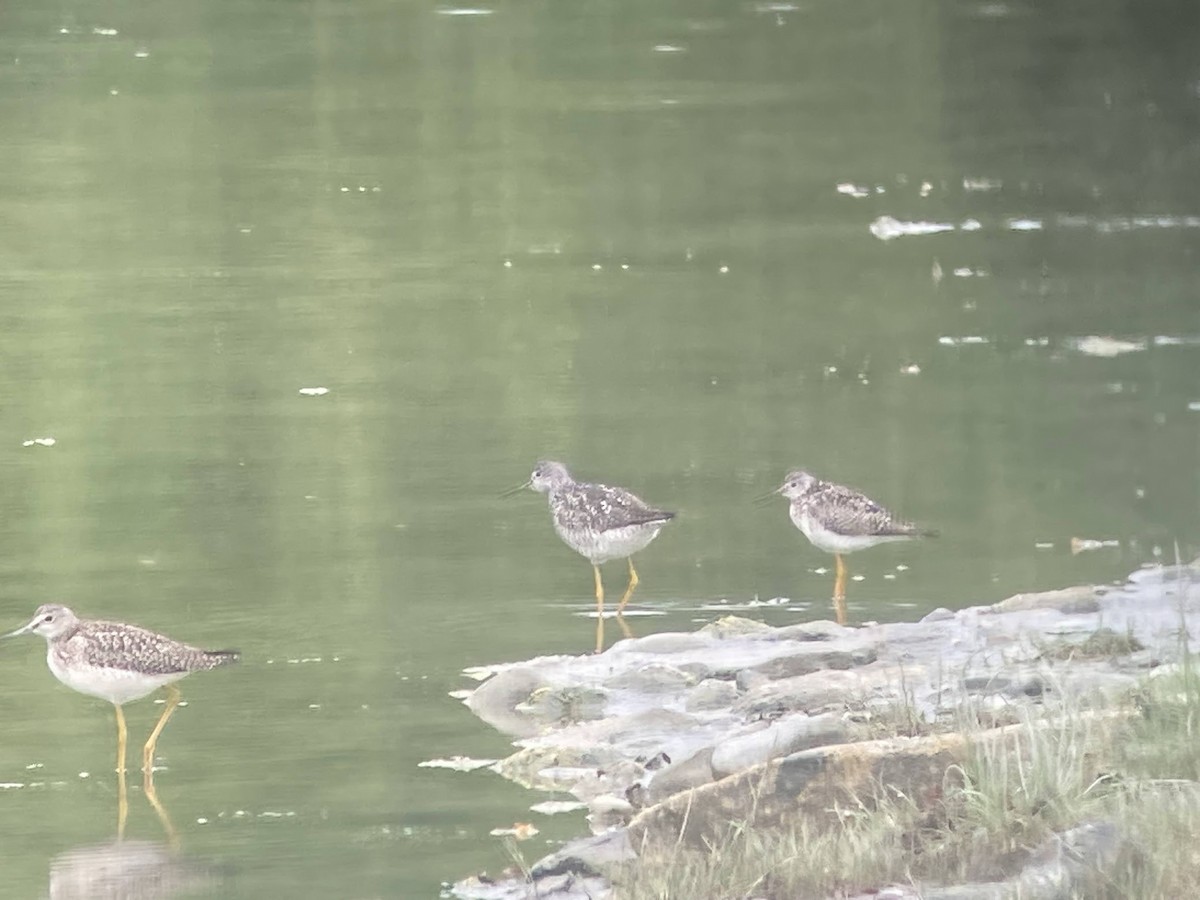 Lesser Yellowlegs - ML624144671