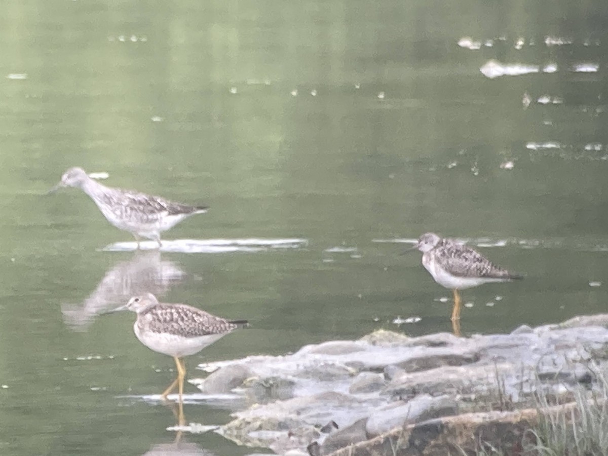 Lesser Yellowlegs - ML624144672