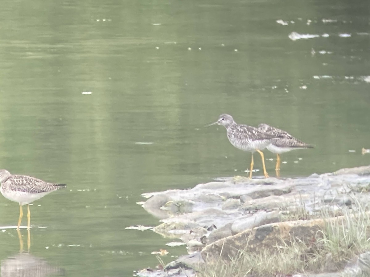 Lesser Yellowlegs - ML624144673