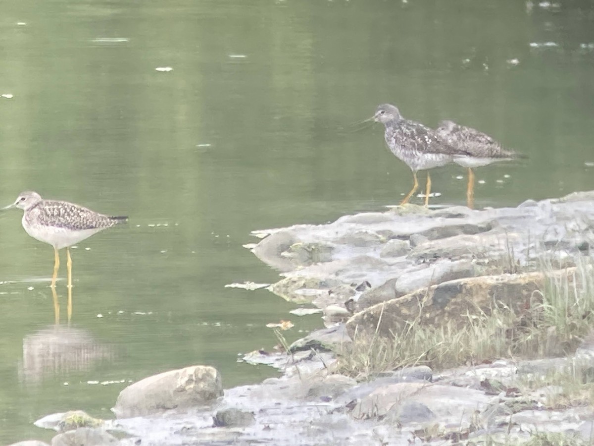 Lesser Yellowlegs - ML624144674