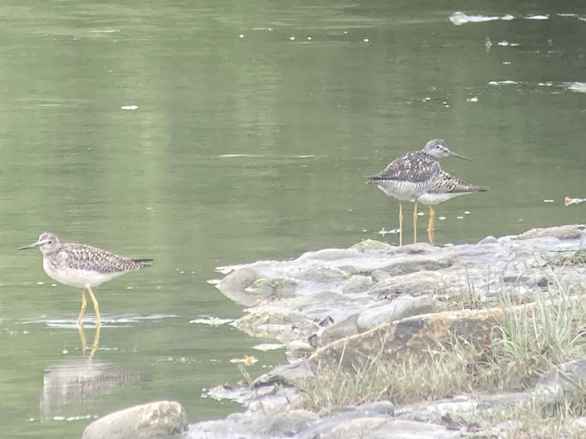 Lesser Yellowlegs - ML624144675