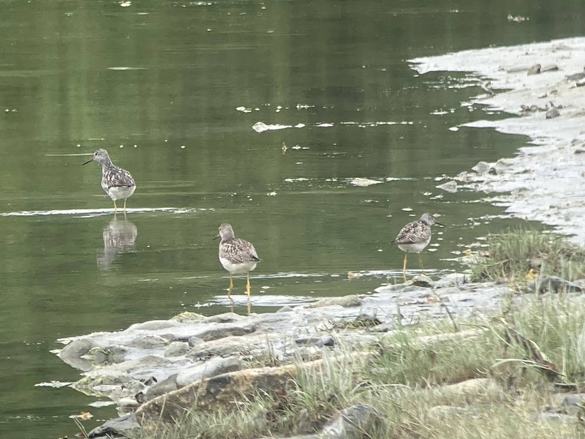 Lesser Yellowlegs - ML624144676