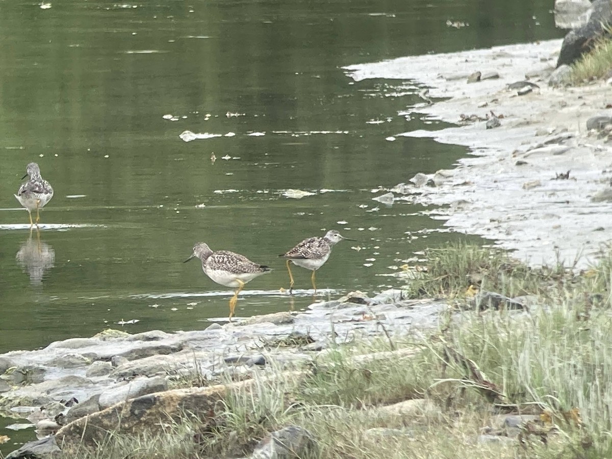 Lesser Yellowlegs - ML624144677