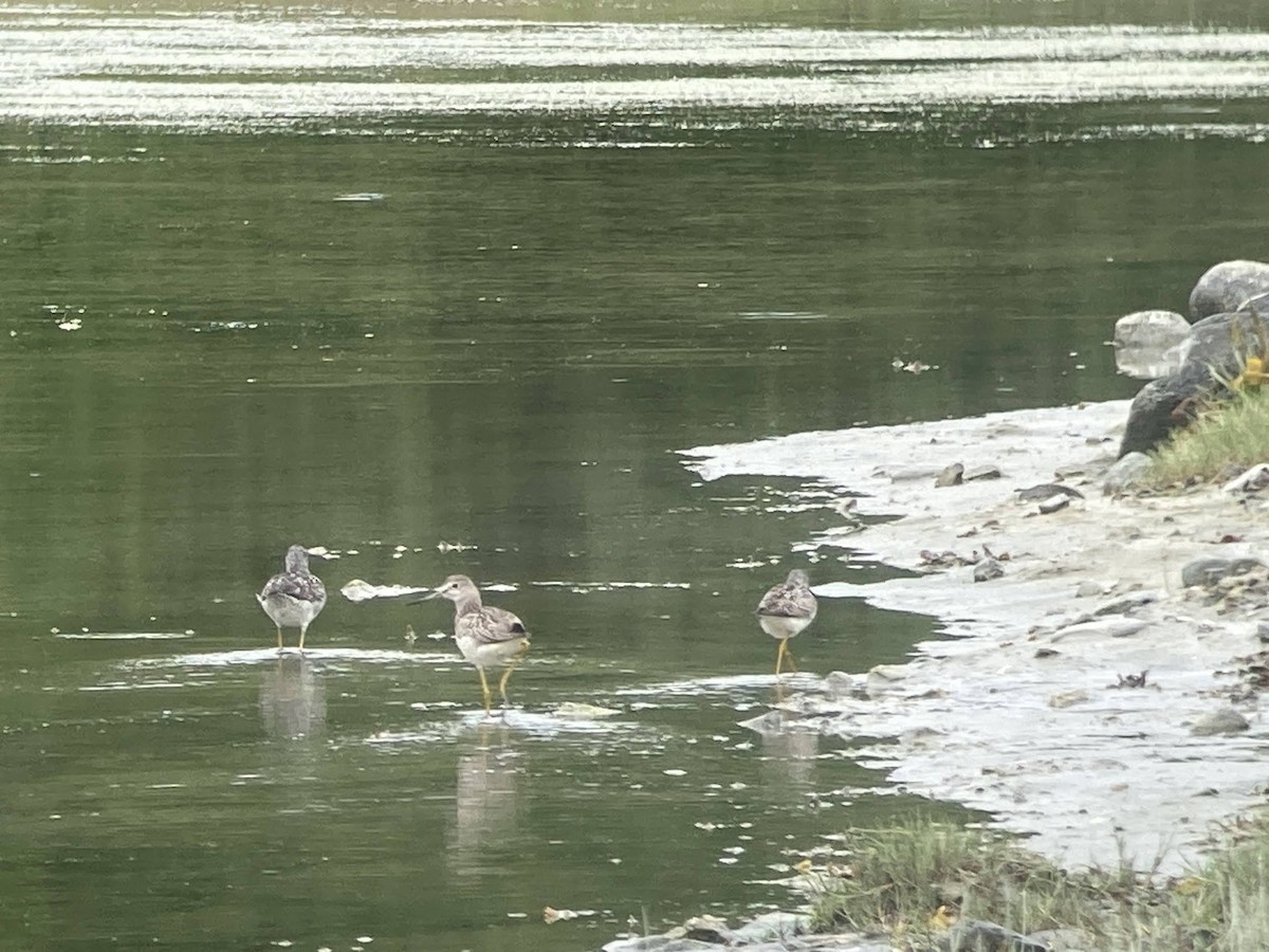 Lesser Yellowlegs - ML624144678