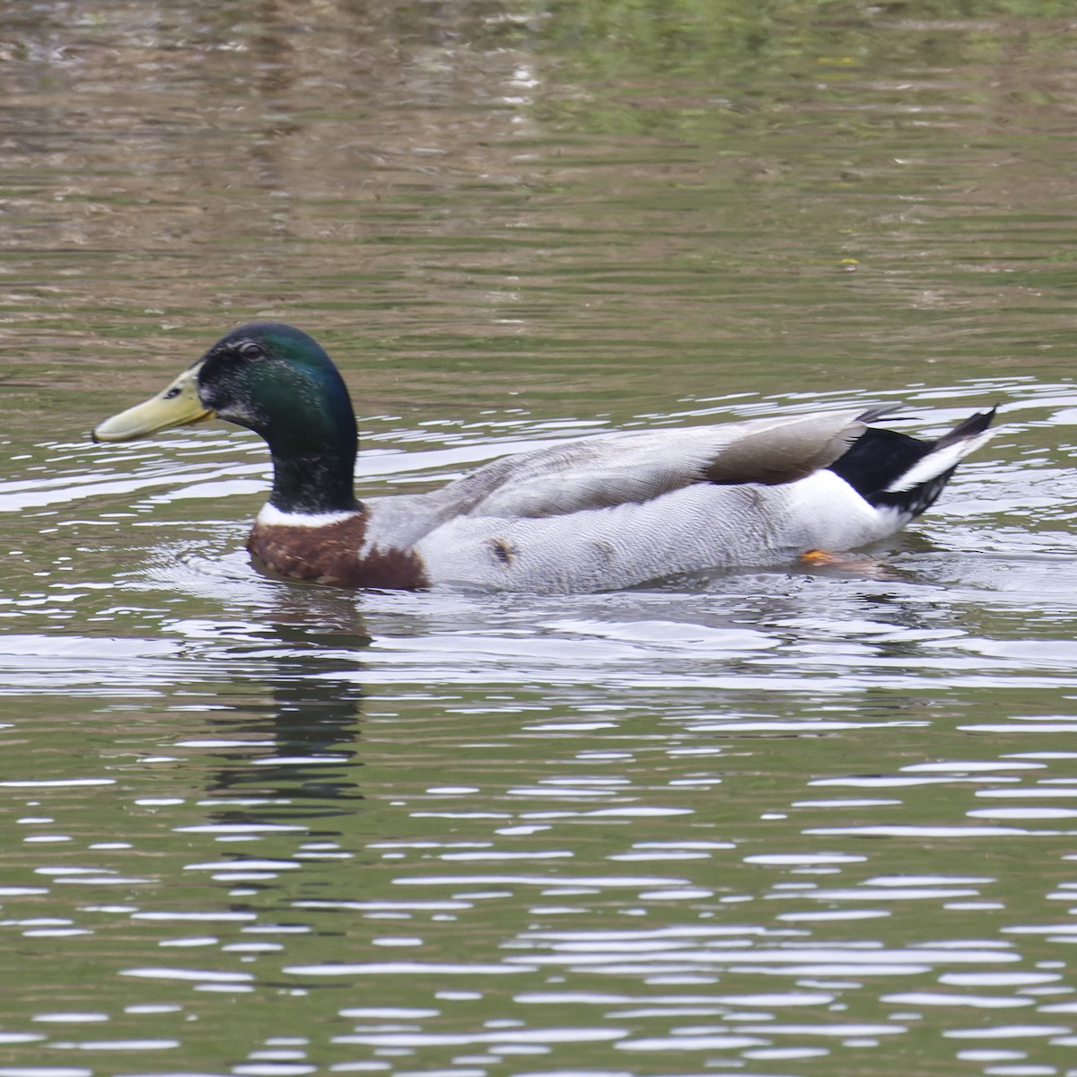 Mallard (Domestic type) - ML624144679