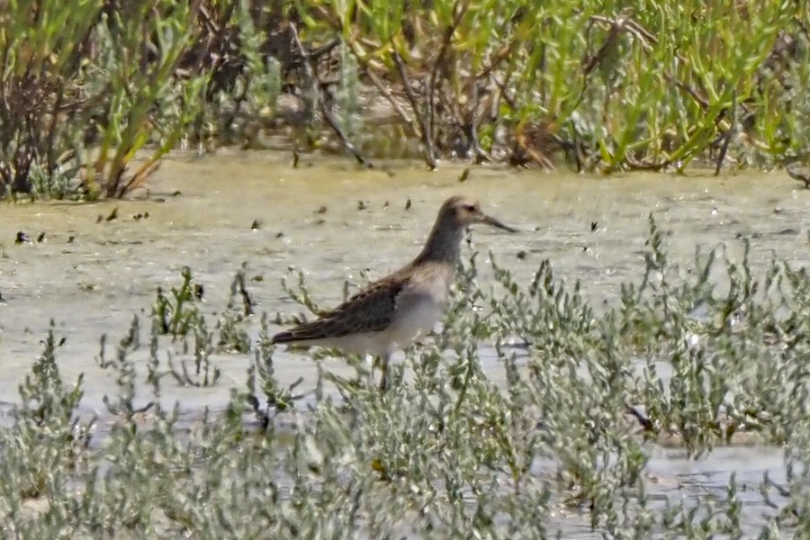 Pectoral Sandpiper - Dan Pierce