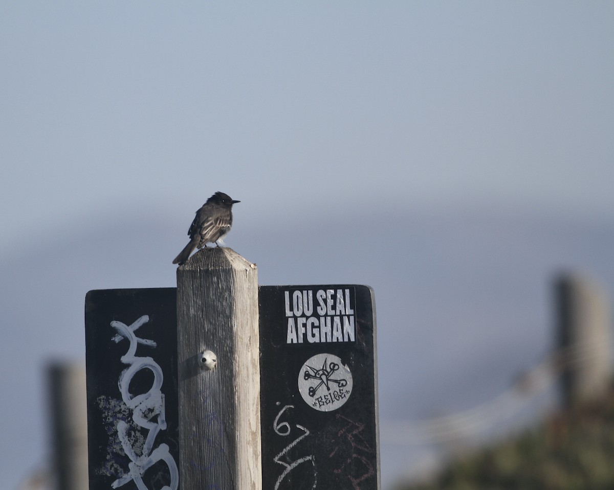 Black Phoebe - ML624144681