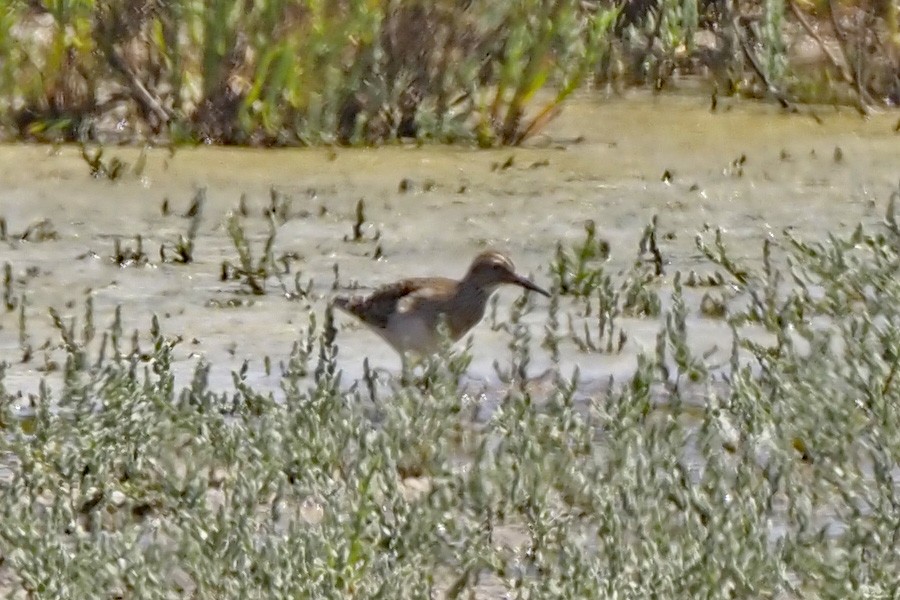 Pectoral Sandpiper - ML624144682