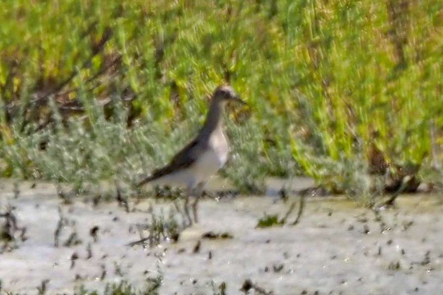 Pectoral Sandpiper - ML624144683