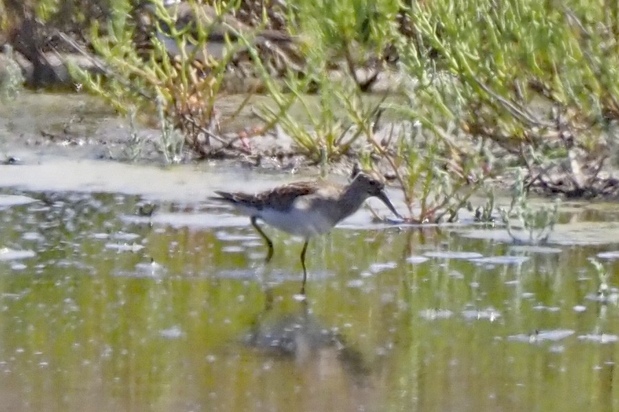 Pectoral Sandpiper - ML624144685