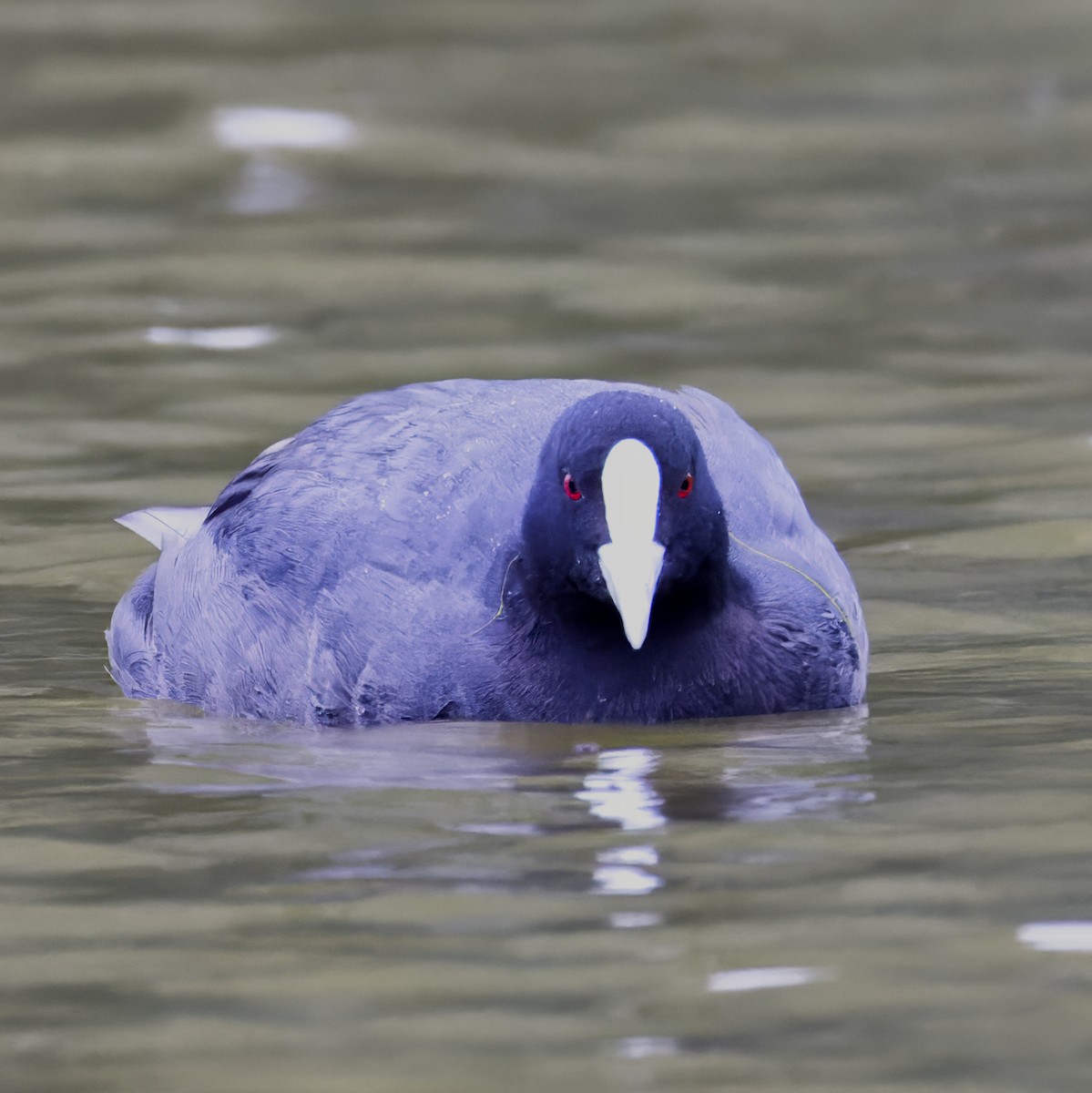 Eurasian Coot - ML624144686