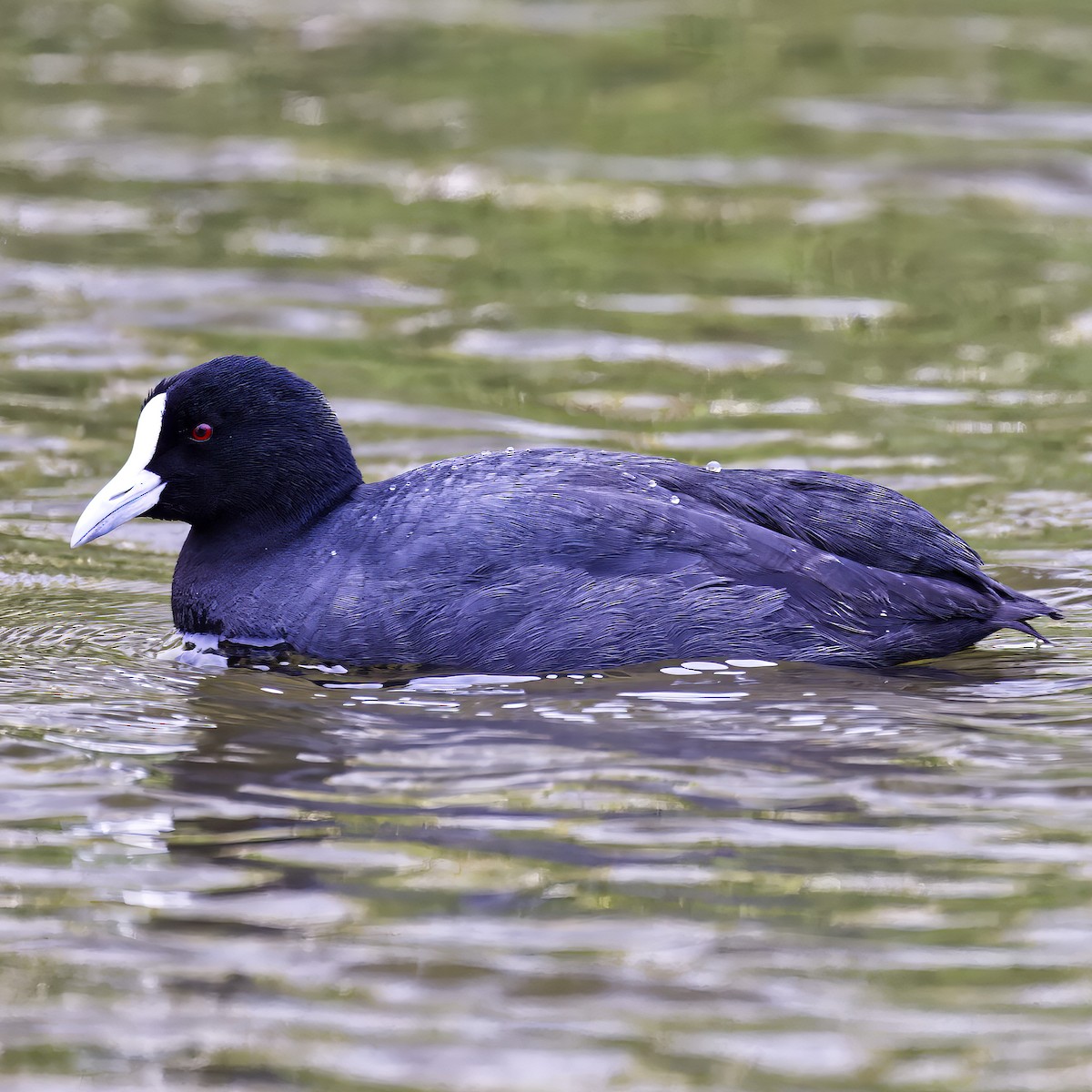 Eurasian Coot - ML624144687