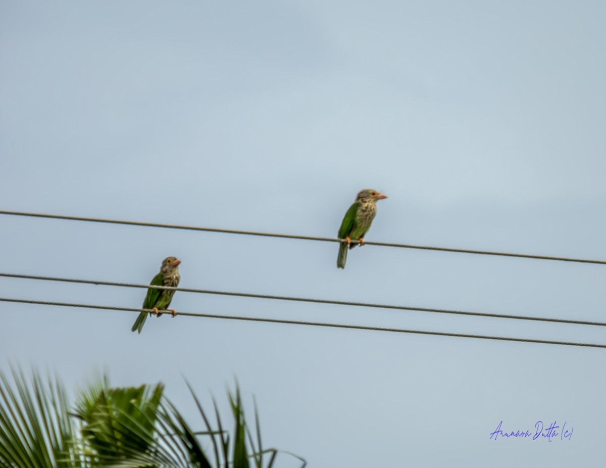 Lineated Barbet - Arunava Dutta