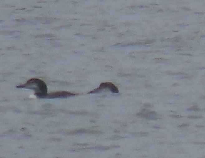 Pacific Loon - ML624144689