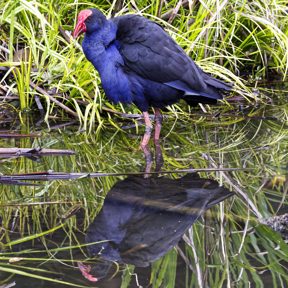 Australasian Swamphen - ML624144692