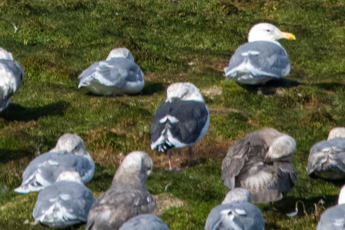 Slaty-backed Gull - ML624144694