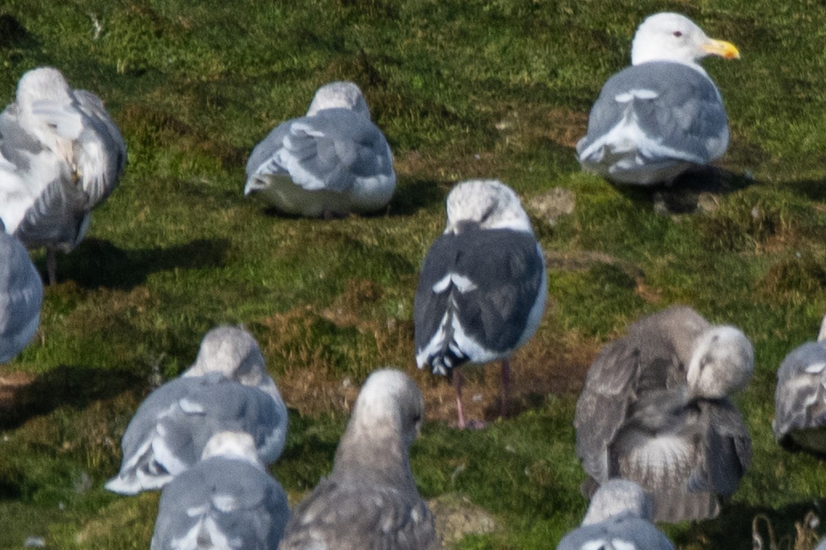 Slaty-backed Gull - ML624144695