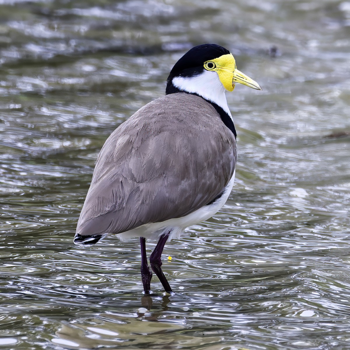 Masked Lapwing - Ken Janson