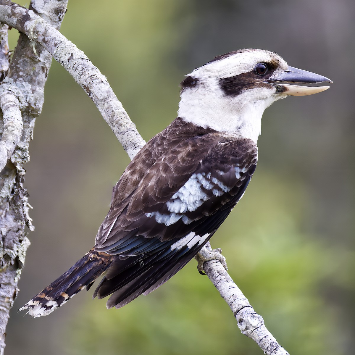 Laughing Kookaburra - ML624144698