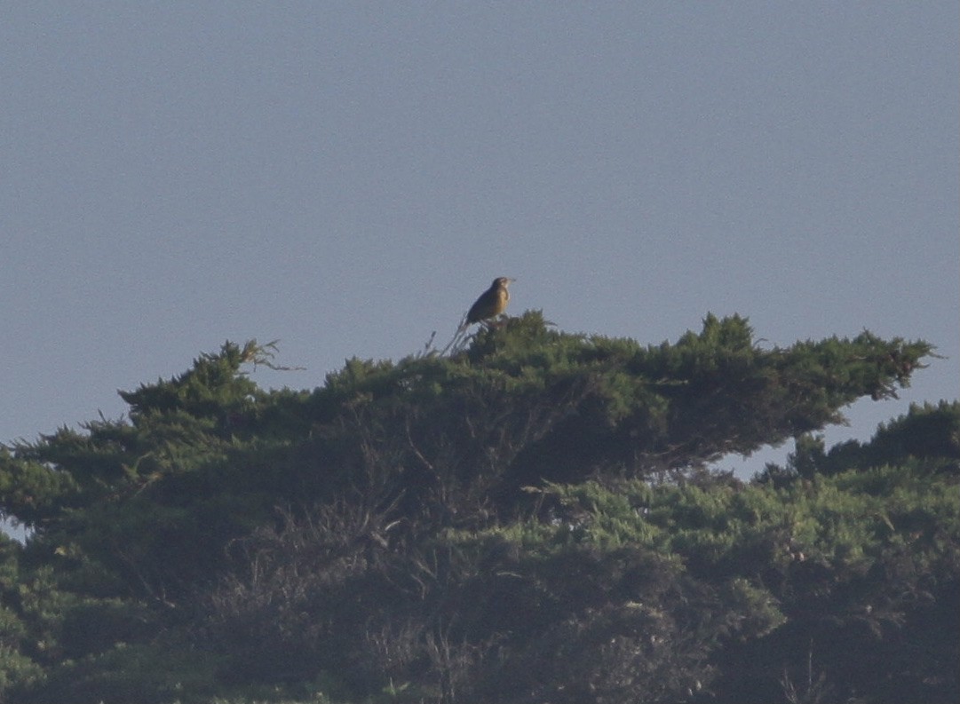 Western Meadowlark - ML624144699