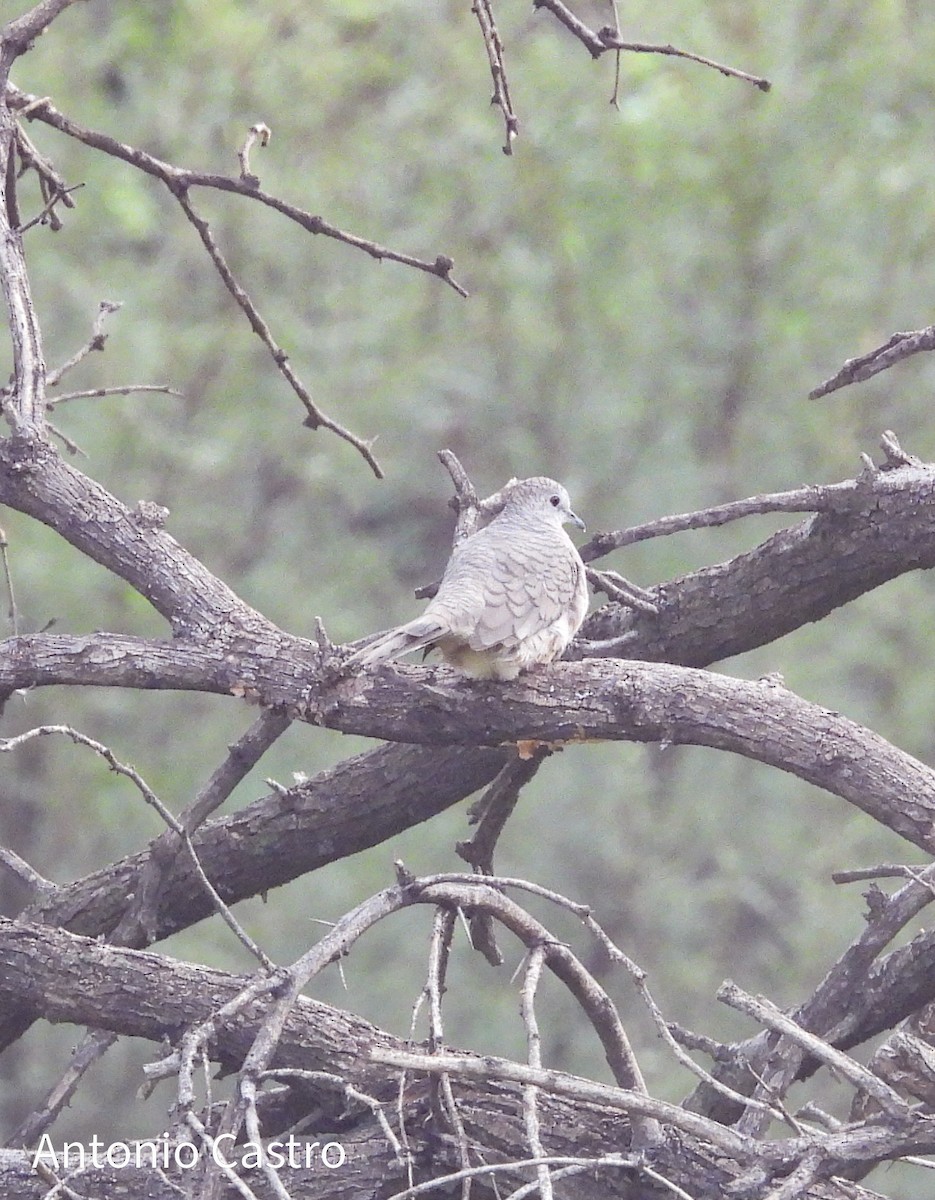 Inca Dove - ML624144700