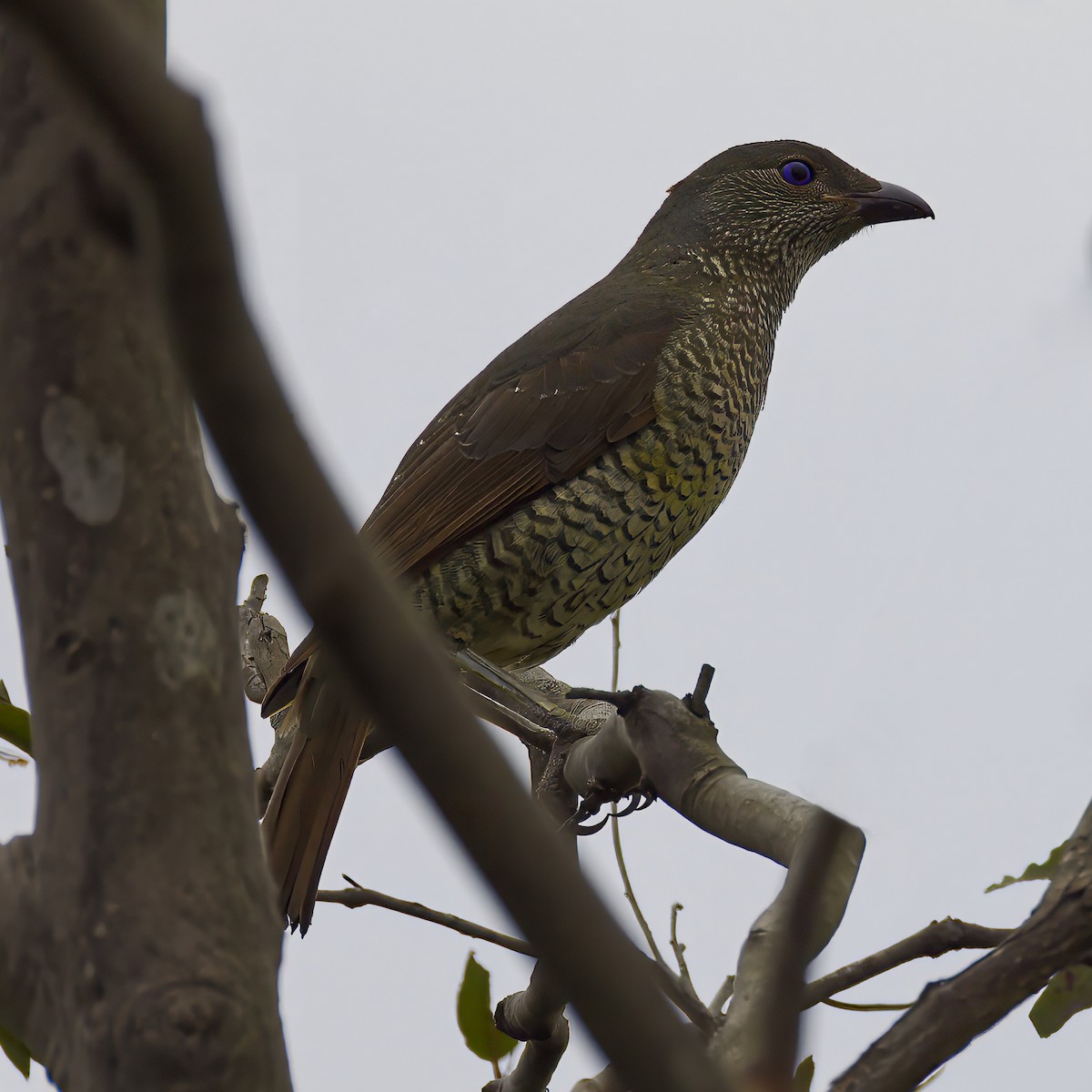 Satin Bowerbird - ML624144705