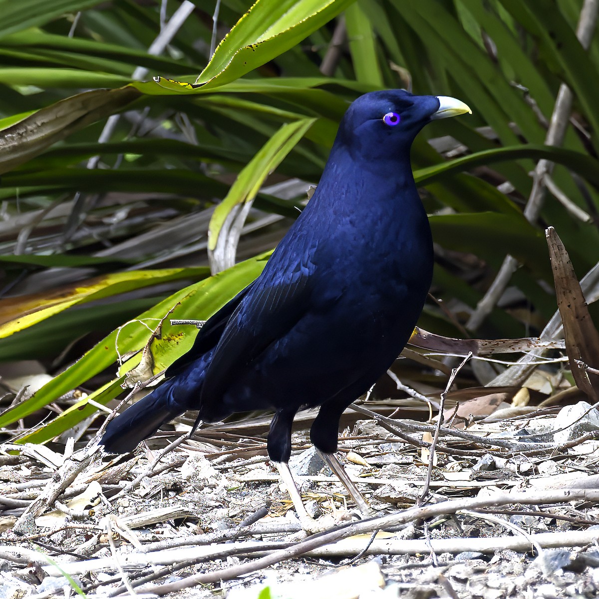 Satin Bowerbird - ML624144706