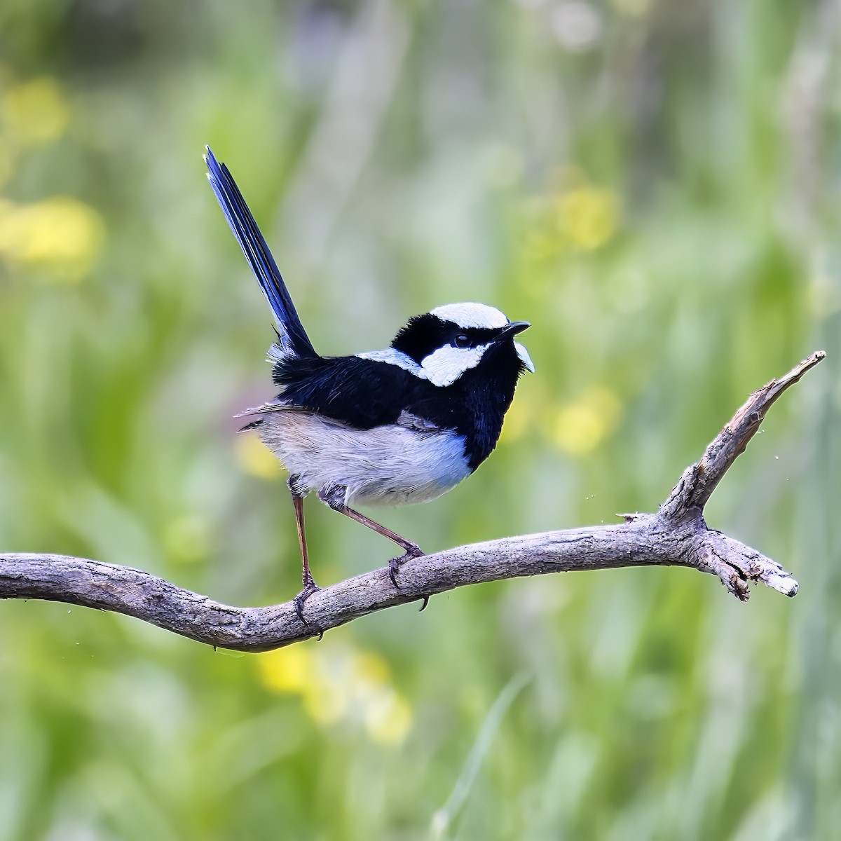 Superb Fairywren - ML624144708