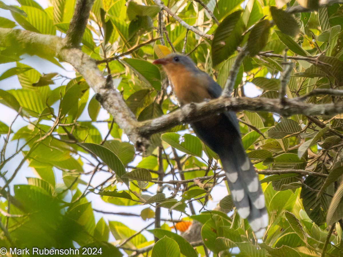 Red-billed Malkoha - ML624144719