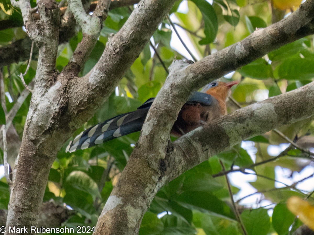 Red-billed Malkoha - ML624144720