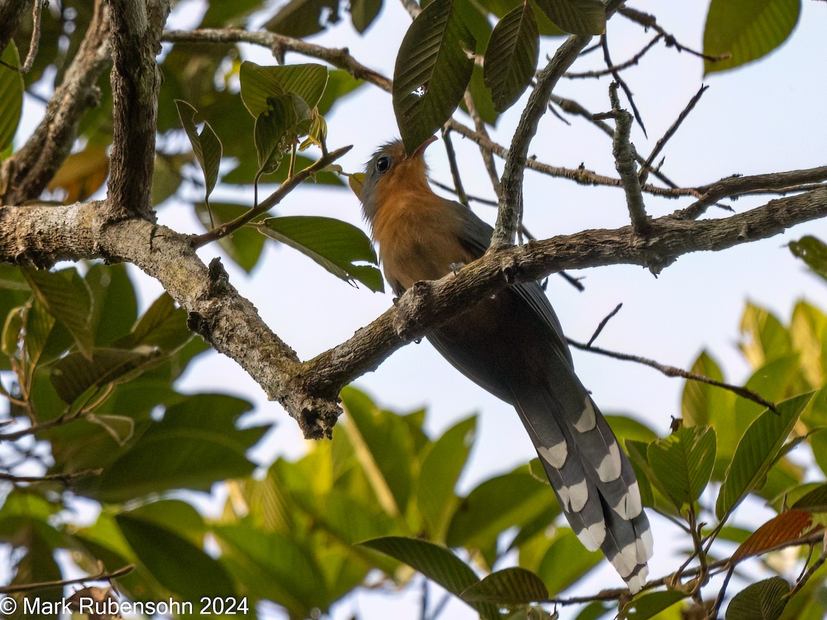 Red-billed Malkoha - ML624144721